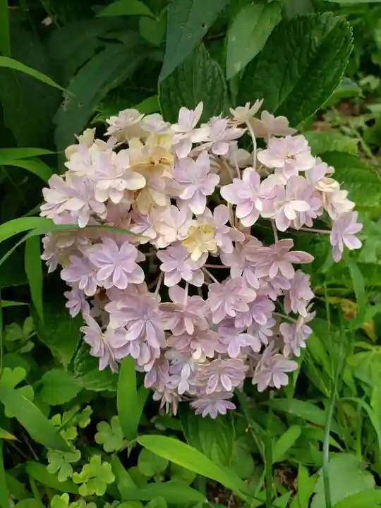 本郷氷川神社(東京都)