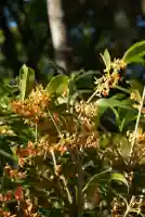 賀茂御祖神社(下鴨神社)の自然