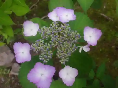 安國論寺（安国論寺）の自然
