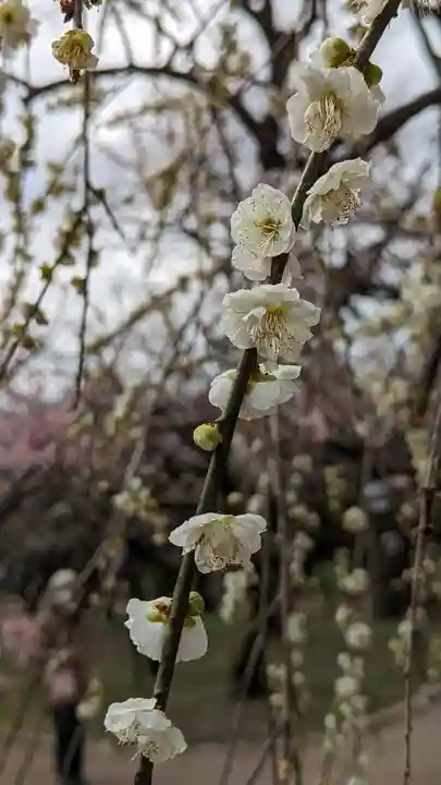 北野天満宮(京都府)