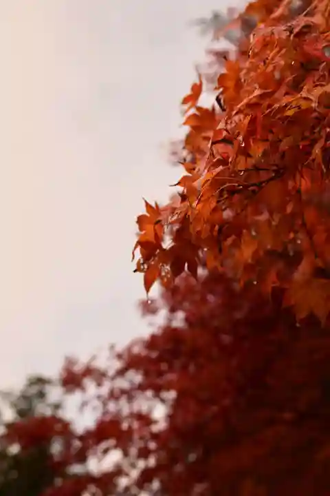神護寺(京都府)