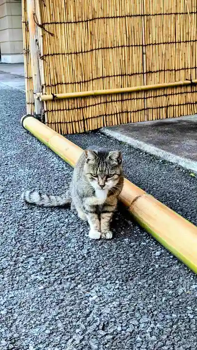 白金氷川神社の動物