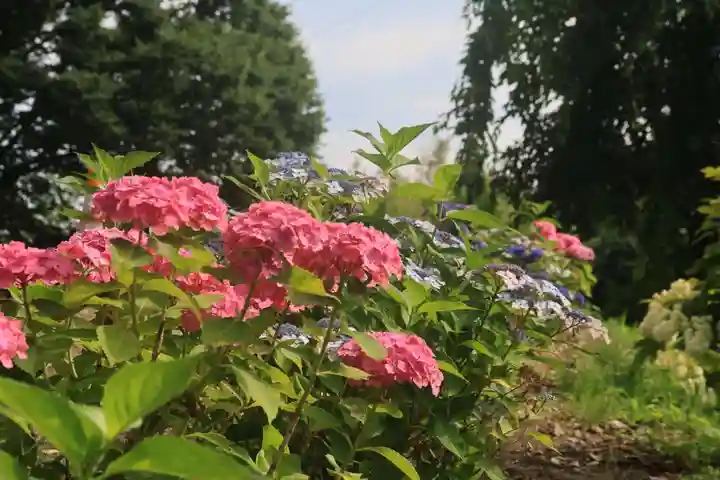 阿久津「田村神社」(郡山市阿久津町)旧社名:伊豆箱根三嶋三社の庭園