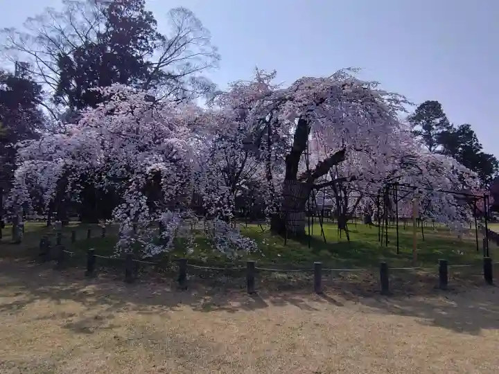 賀茂別雷神社(上賀茂神社)の{uncategorized: "未分類", other: "その他", undefined: "問題あり", building: "その他建物", grave: "お墓", sacred_gate: "鳥居", guardian: "狛犬", statue: "像", buddha: "仏像", history: "歴史", nature: "自然", garden: "庭園", animal: "動物", pagoda: "塔", temizu: "手水舎", mountain_gate: "山門・神門", sanctuary: "本殿・本堂", subordinate: "末社・摂社", art: "芸術", scenery: "景色", jizo: "地蔵", ema: "絵馬", goshuin: "御朱印", omikuji: "おみくじ", items: "授与品その他", amulet: "お守り", goshuincho: "御朱印帳", eats: "食事", festival: "お祭り", votive_dance: "神楽", shichigosan: "七五三参", wedding: "結婚式", experience: "体験その他", initially: "初詣", around: "周辺", anti_infection: "感染症対策"}