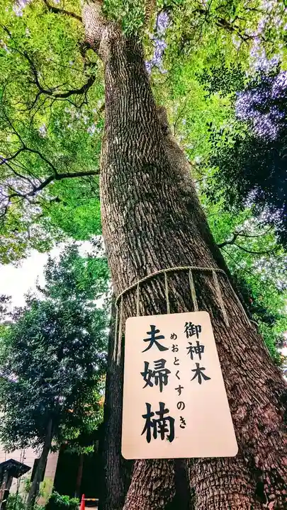鳩ヶ谷氷川神社の自然