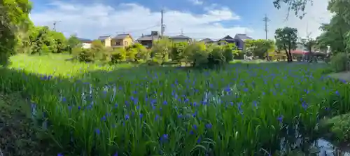 大田神社（賀茂別雷神社境外摂社）の自然