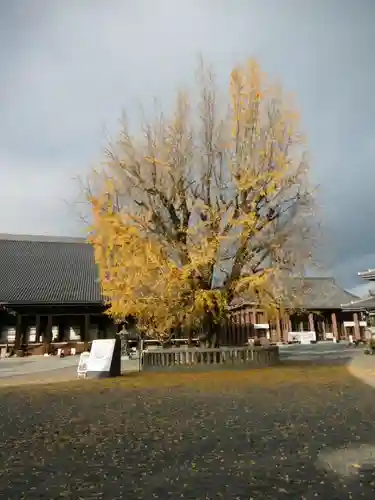 本願寺（西本願寺）の自然
