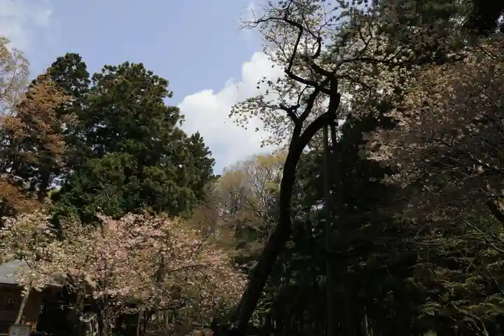磐椅神社の自然