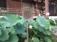 寛永寺開山堂の自然