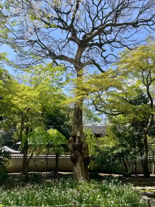 東福寺の{uncategorized: "未分類", other: "その他", undefined: "問題あり", building: "その他建物", grave: "お墓", sacred_gate: "鳥居", guardian: "狛犬", statue: "像", buddha: "仏像", history: "歴史", nature: "自然", garden: "庭園", animal: "動物", pagoda: "塔", temizu: "手水舎", mountain_gate: "山門・神門", sanctuary: "本殿・本堂", subordinate: "末社・摂社", art: "芸術", scenery: "景色", jizo: "地蔵", ema: "絵馬", goshuin: "御朱印", omikuji: "おみくじ", items: "授与品その他", amulet: "お守り", goshuincho: "御朱印帳", eats: "食事", festival: "お祭り", votive_dance: "神楽", shichigosan: "七五三参", wedding: "結婚式", experience: "体験その他", initially: "初詣", around: "周辺", anti_infection: "感染症対策"}