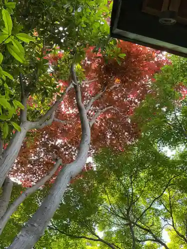 常照院（曼陀羅寺塔頭）(愛知県)