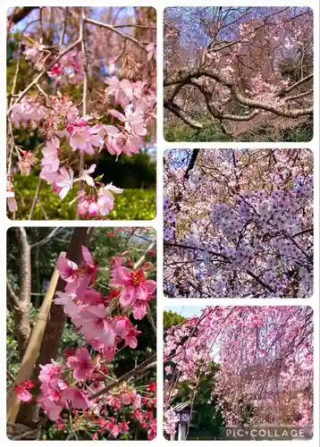 櫻木神社(千葉県)