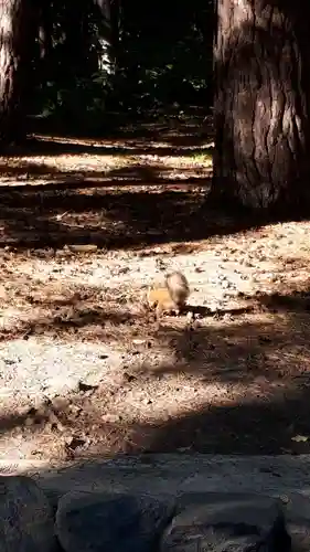 北海道神宮の動物