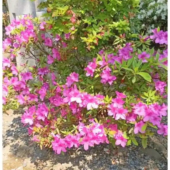 彌彦神社 (伊夜日子神社)の自然