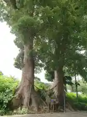 細江神社の自然