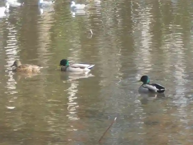 鶴岡八幡宮の動物