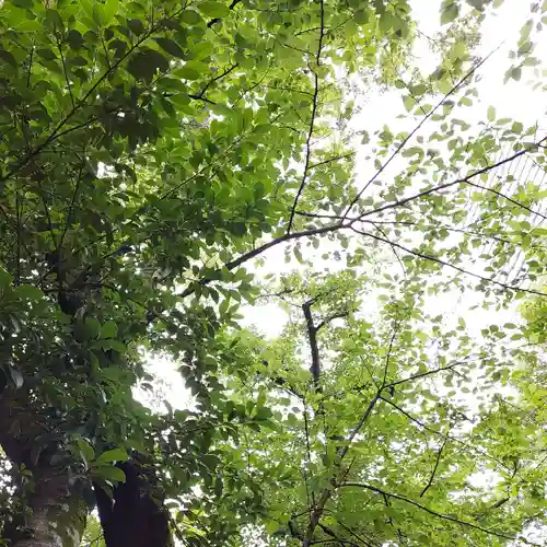 愛宕神社の自然