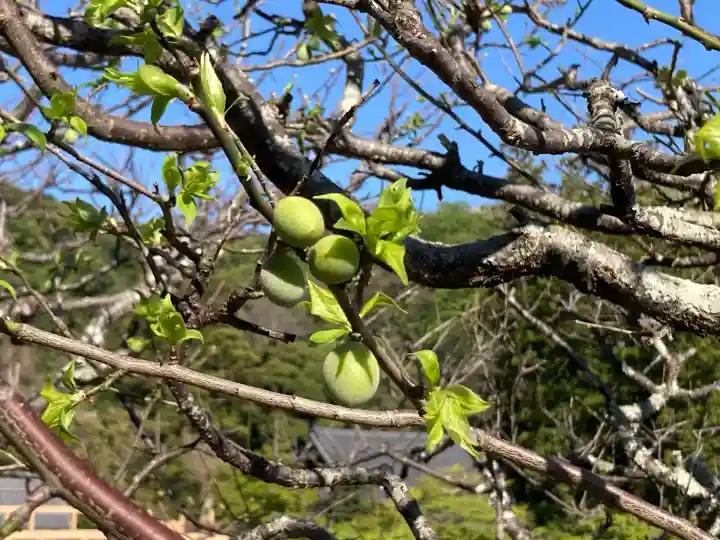 龍隠庵の{uncategorized: "未分類", other: "その他", undefined: "問題あり", building: "その他建物", grave: "お墓", sacred_gate: "鳥居", guardian: "狛犬", statue: "像", buddha: "仏像", history: "歴史", nature: "自然", garden: "庭園", animal: "動物", pagoda: "塔", temizu: "手水舎", mountain_gate: "山門・神門", sanctuary: "本殿・本堂", subordinate: "末社・摂社", art: "芸術", scenery: "景色", jizo: "地蔵", ema: "絵馬", goshuin: "御朱印", omikuji: "おみくじ", items: "授与品その他", amulet: "お守り", goshuincho: "御朱印帳", eats: "食事", festival: "お祭り", votive_dance: "神楽", shichigosan: "七五三参", wedding: "結婚式", experience: "体験その他", initially: "初詣", around: "周辺", anti_infection: "感染症対策"}