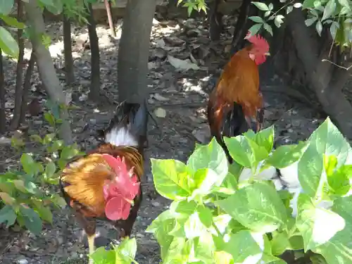 高知大神宮(高知県)