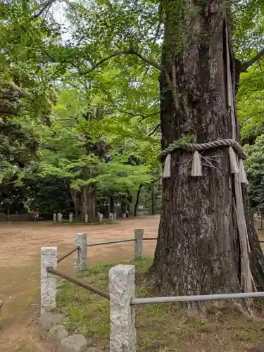 赤坂氷川神社(東京都)