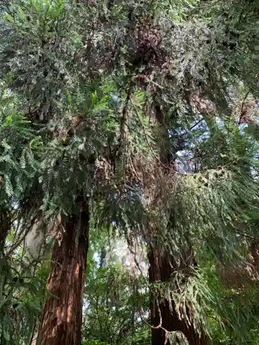 宮原八幡宮の自然