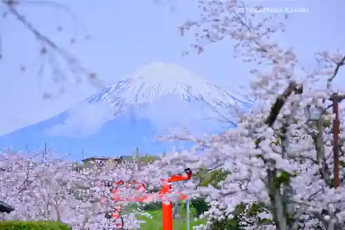 富士山本宮浅間大社(静岡県)