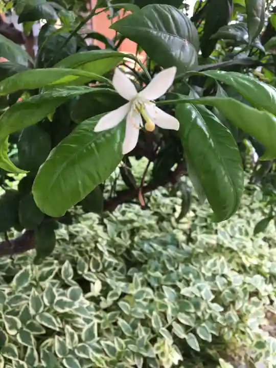 於菊稲荷神社の自然