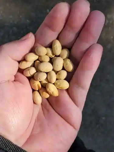 八雲神社 (通五丁目)(栃木県)