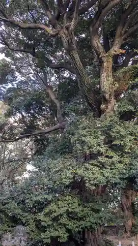 旦椋神社(京都府)