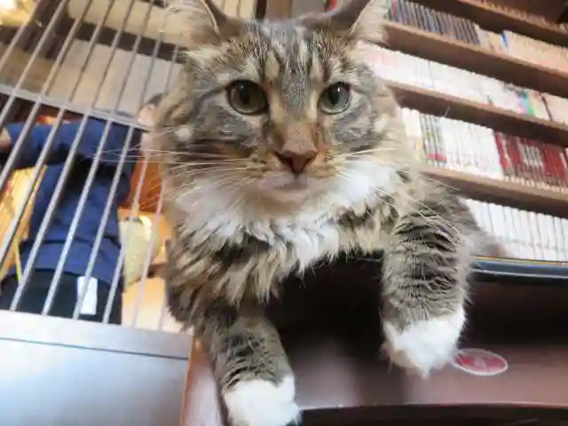 晴明神社(京都府)