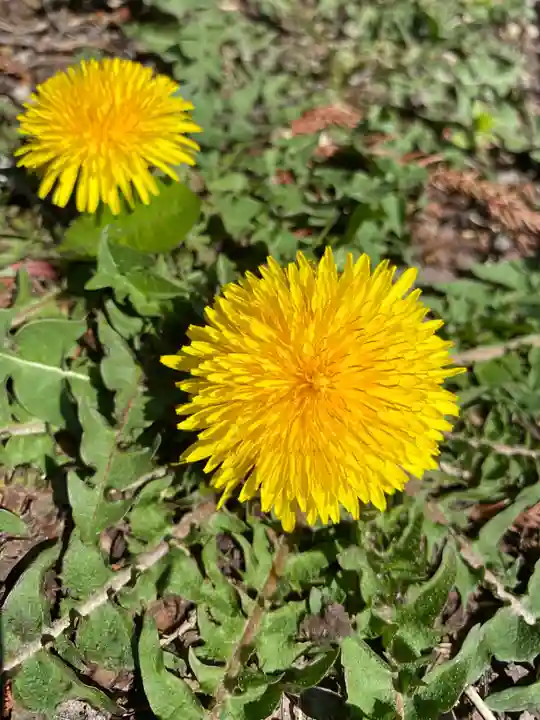 鹿嶋三嶋神社(茨城県)