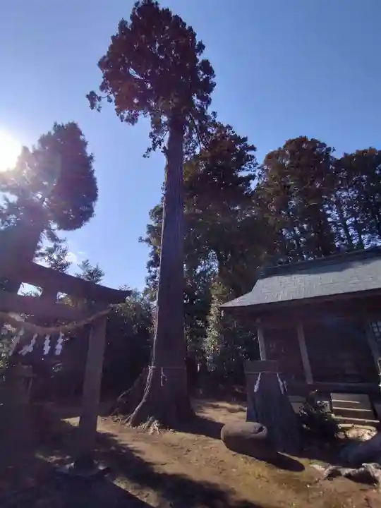 高龗神社(芦沼町)(栃木県)