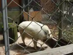 和気神社の動物