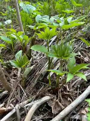 🌸乙部八幡神社(北海道)