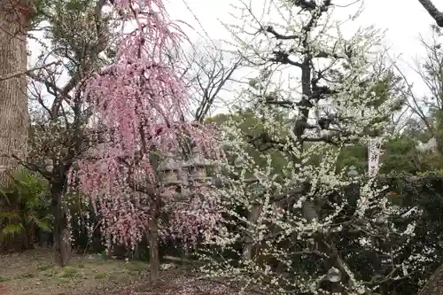 北野天満宮の庭園