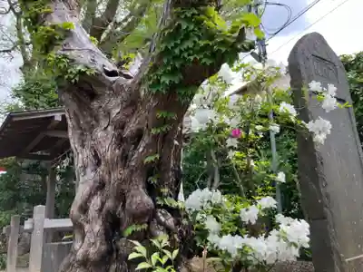 由比若宮（元鶴岡八幡宮）(神奈川県)