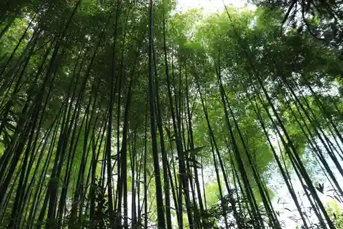 日枝神社の自然