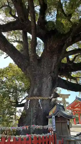 百舌鳥八幡宮(大阪府)