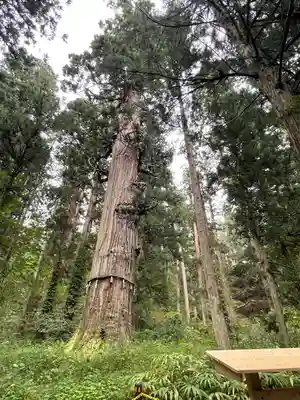 羽黒山五重塔(出羽三山神社)(山形県)