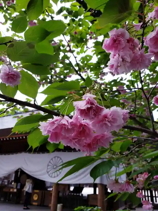 阿佐ヶ谷神明宮(東京都)