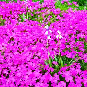 寿量山 速成寺の自然(2021年04月23日(金) 17時31分22秒投稿)