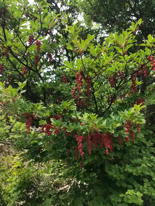 御獄大権現の自然