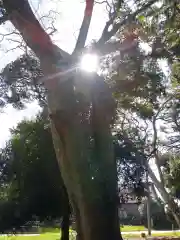 井上神社の自然