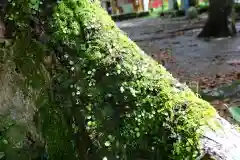 滝尻王子宮十郷神社の自然