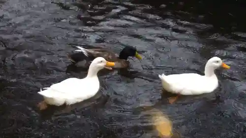 平塚八幡宮の動物