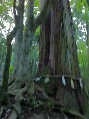 貴船神社の自然