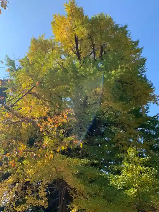 水戸八幡宮の自然