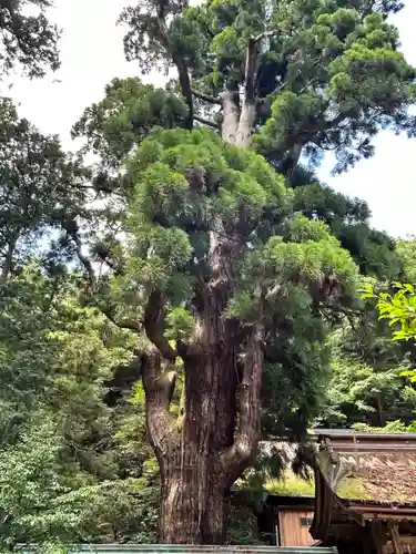 若狭姫神社（若狭彦神社下社）(福井県)