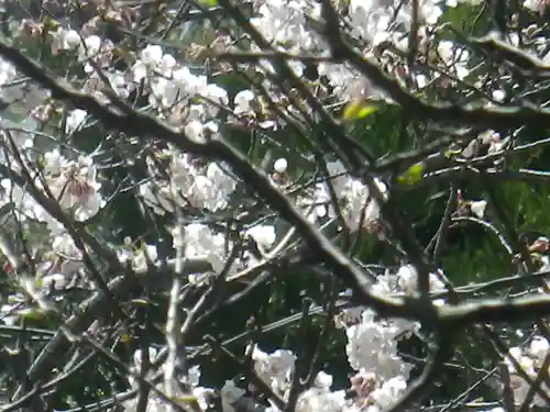 浄光明寺の自然