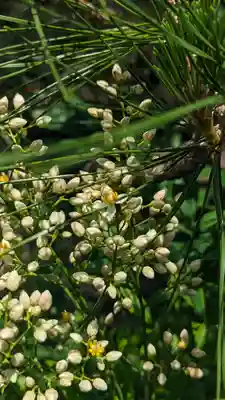 宝蔵寺(京都府)